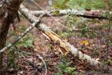 00 Blue Woods Road - Photo 22