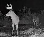 52 Acres River Access - Photo 20