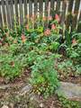 501 Samara Street - Photo 38