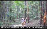 21181 Traders Road - Photo 42