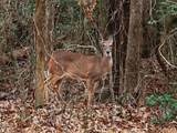 523 County Line Road - Photo 36