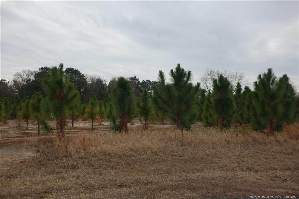 Lot 41 Stuarts Mill Road - Photo 1