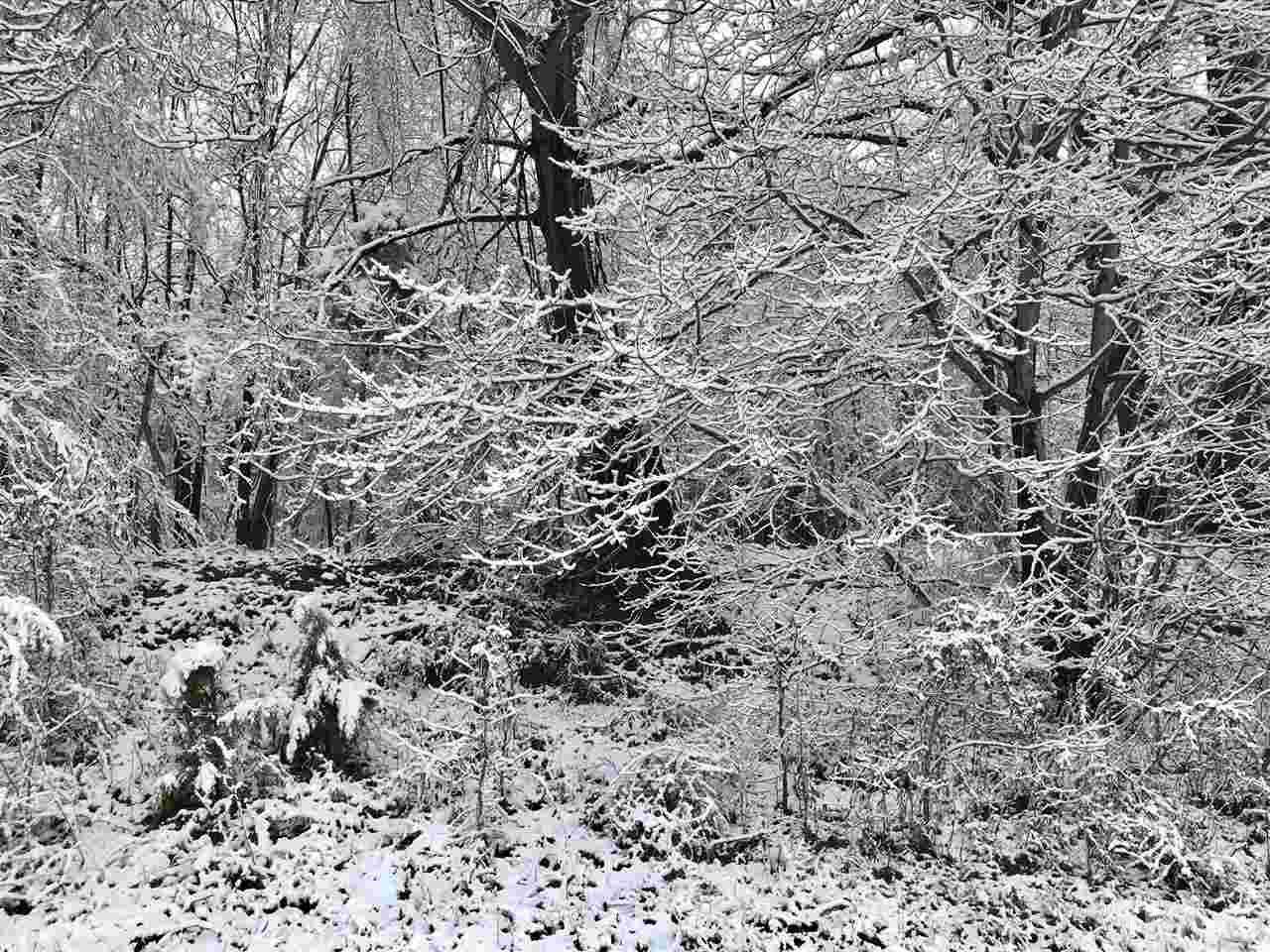 15.10 acres Old Allensville Road - Photo 1