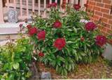 806 Smith Road - Photo 37