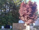18 Sutton Drive - Photo 4