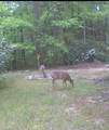 582 Deer Crossing Lane - Photo 46