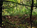 TBD Blue Ridge Church Road - Photo 16