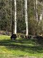 Lot 23 Green Pasture Lane - Photo 14