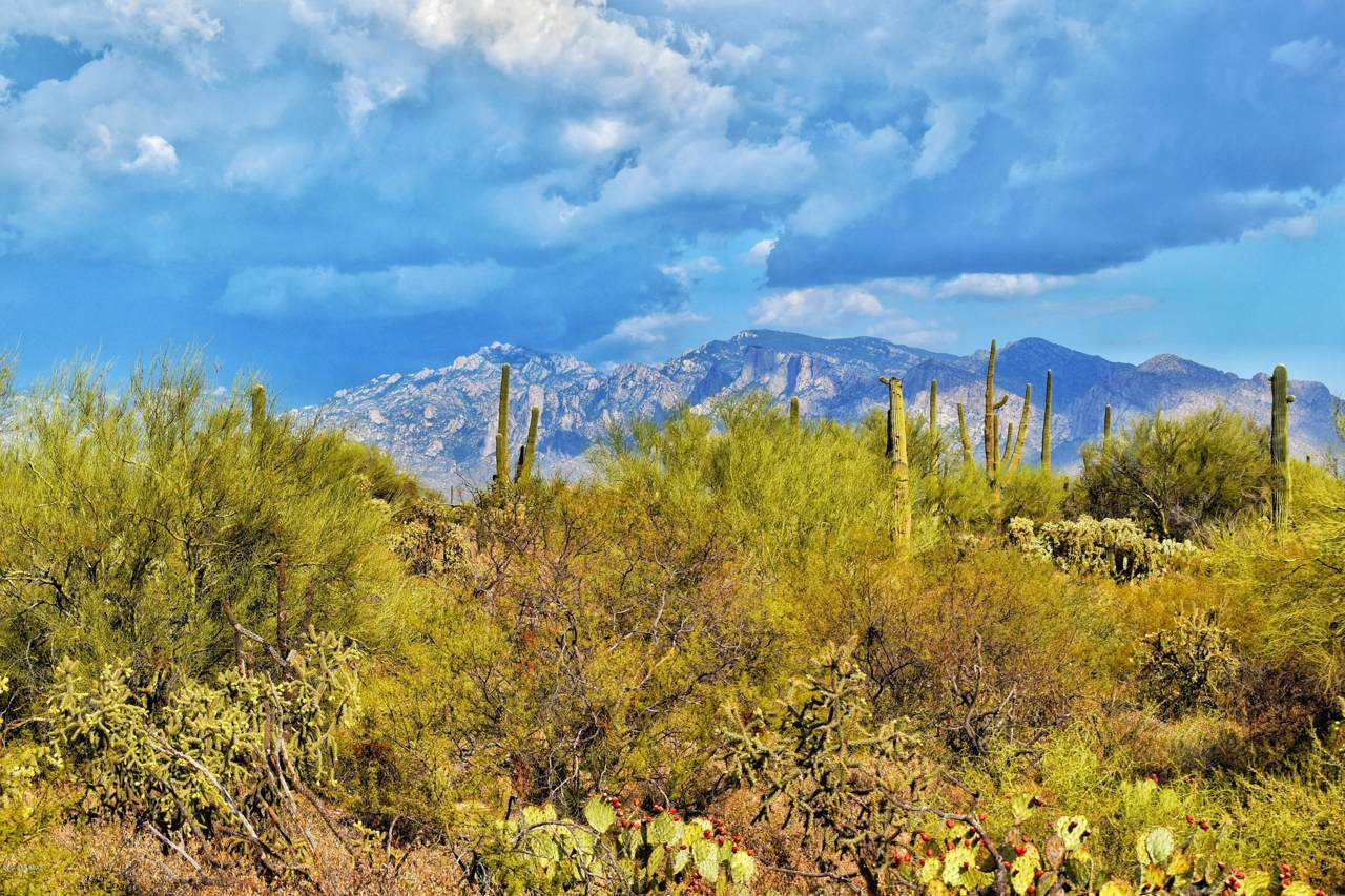 4885 Camino De Manana - Photo 1