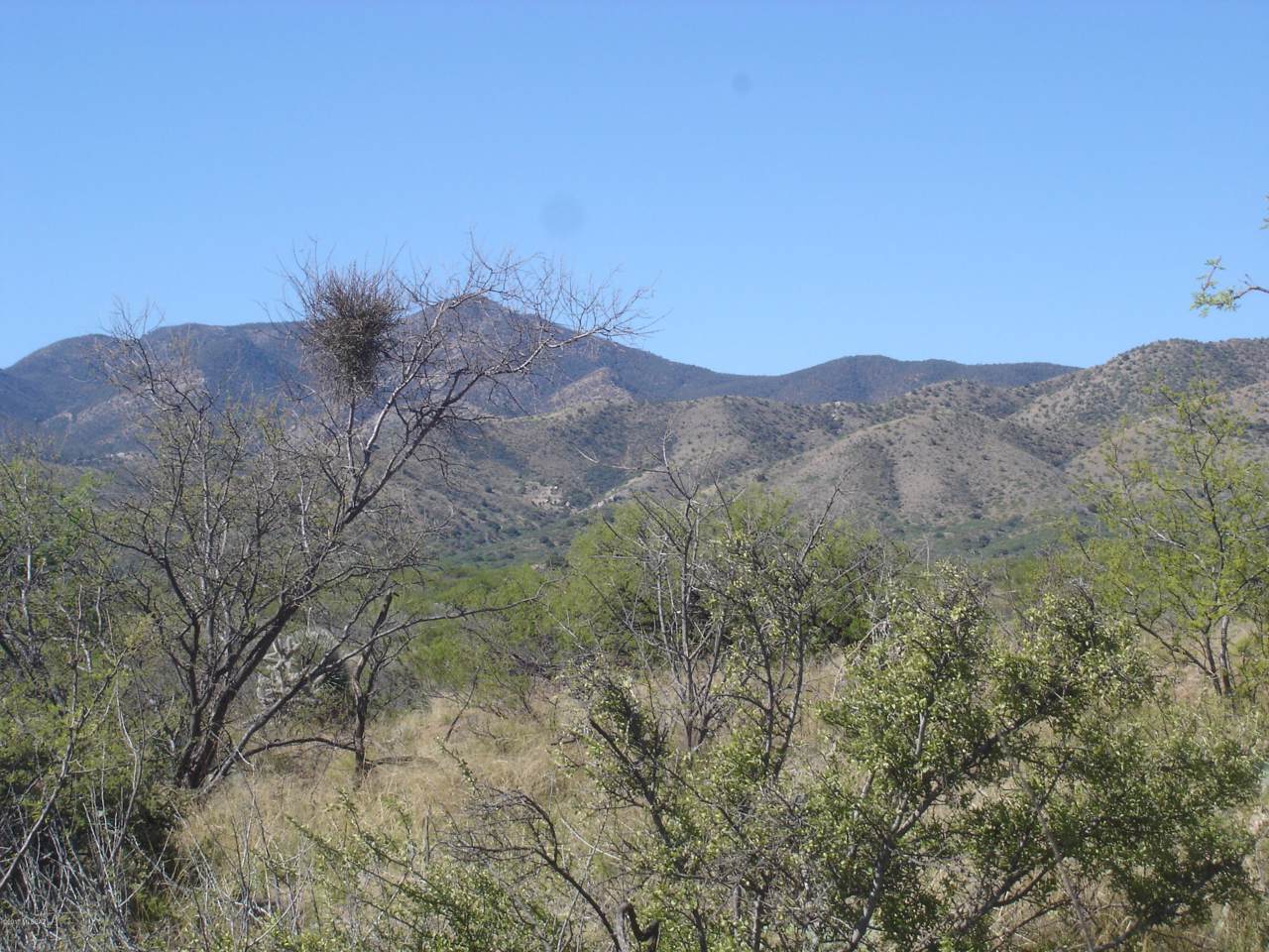 81735 Goldbug Road - Photo 1