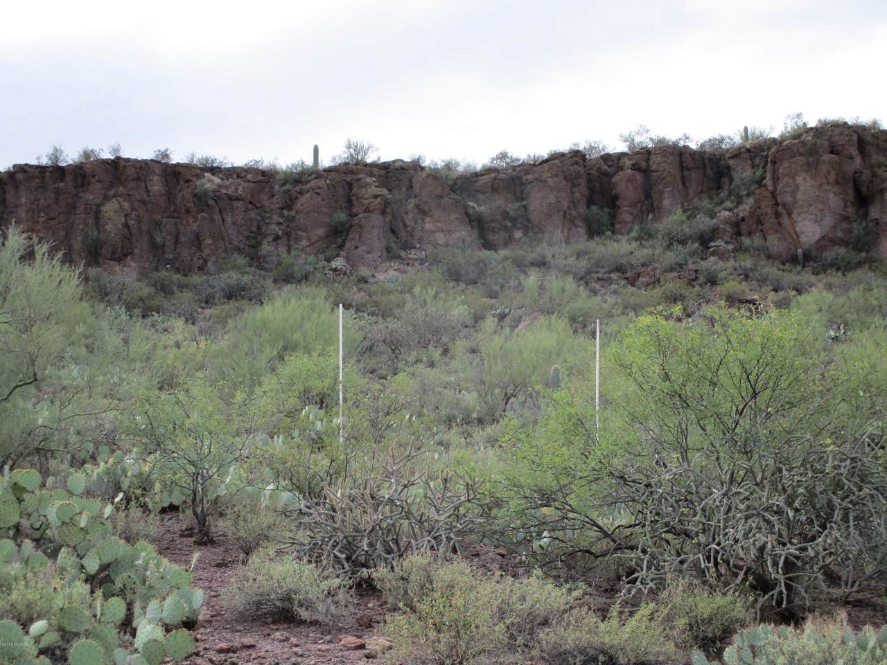 5454 Camino De Oeste - Photo 1