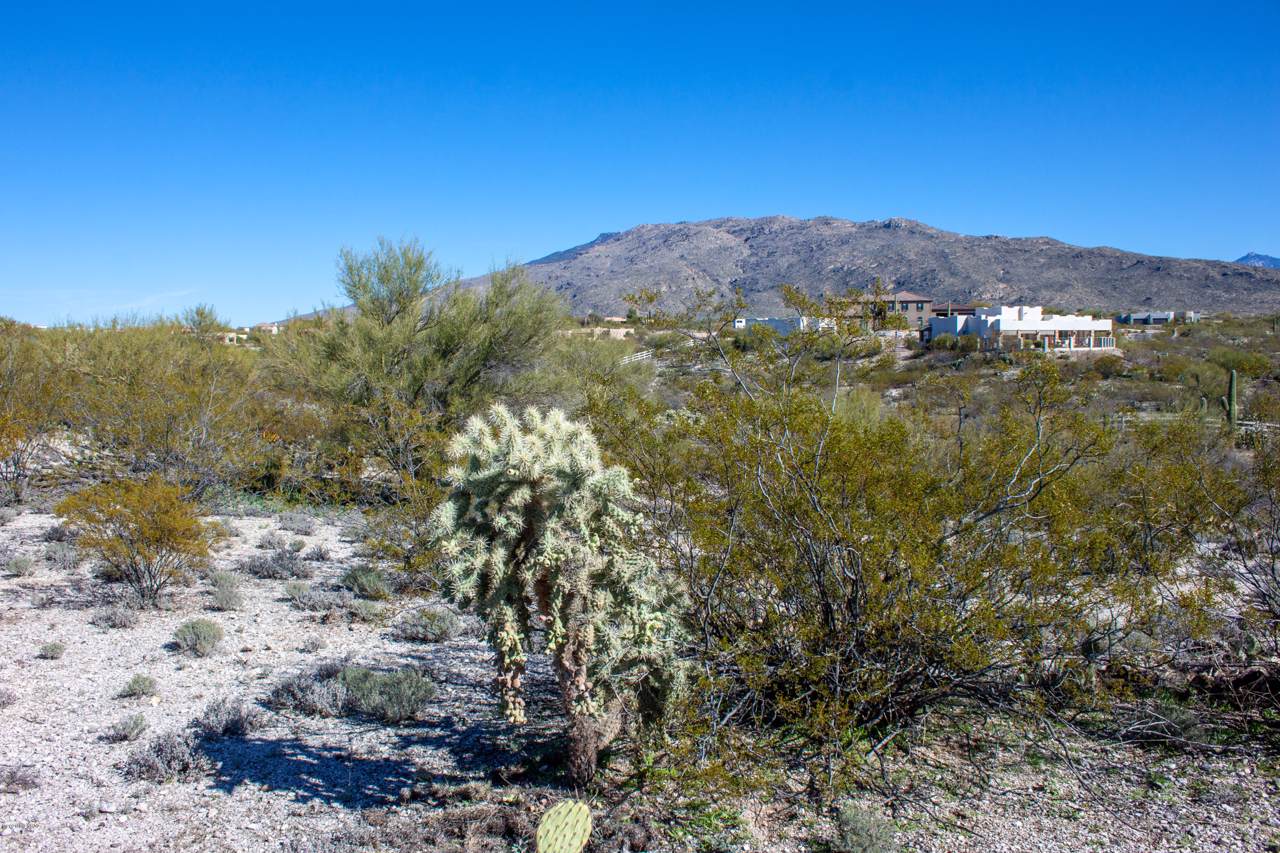 11483 Placita Rancho Grande - Photo 1 11483 Placita Rancho Grande - Photo 1