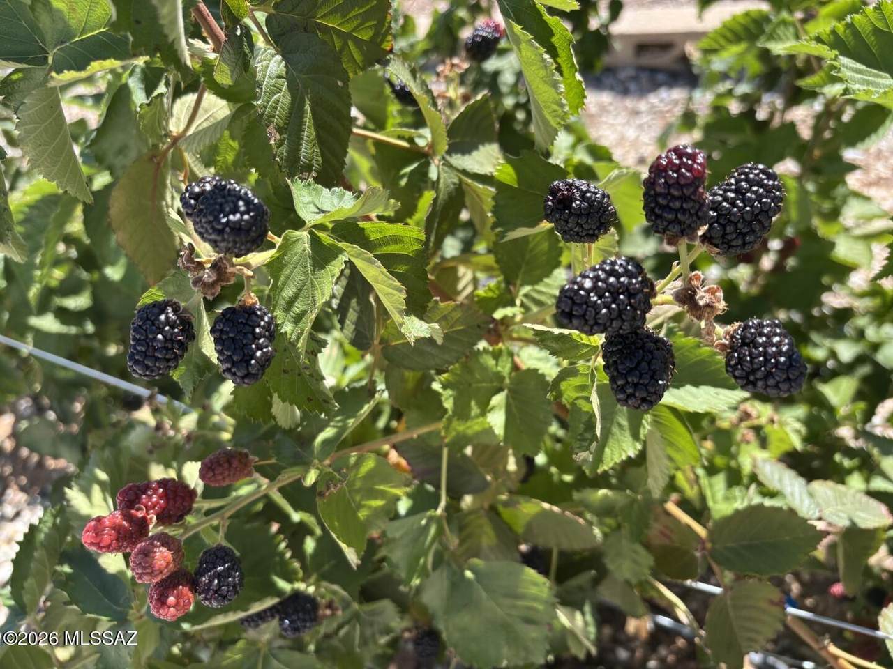 https://bt-photos.global.ssl.fastly.net/tucson/1280_boomver_2_22611994-2.jpg