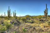 14451 Giant Saguaro Place - Photo 7