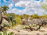 4250 Saguaro Monument Place - Photo 21