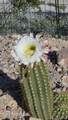 15680 Colossal Cave Road - Photo 36