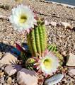 1030 Barrel Cactus Ridge - Photo 32