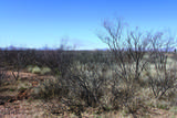 .22 Acre Mesa Court - Photo 2