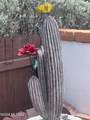 219 Paseo Sarta - Photo 3
