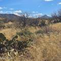  6.6 Acres Off W Linda Vista Road - Photo 8