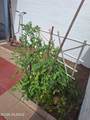 1725 Jones Boulevard - Photo 37