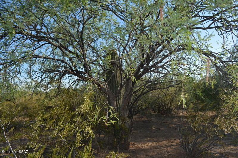 16968 Palo Verde Road - Photo 1