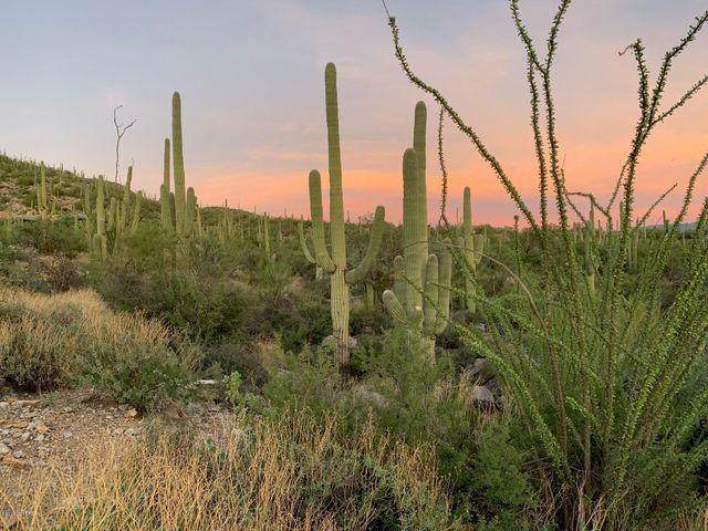 10255 Sabino Estates Drive - Photo 1