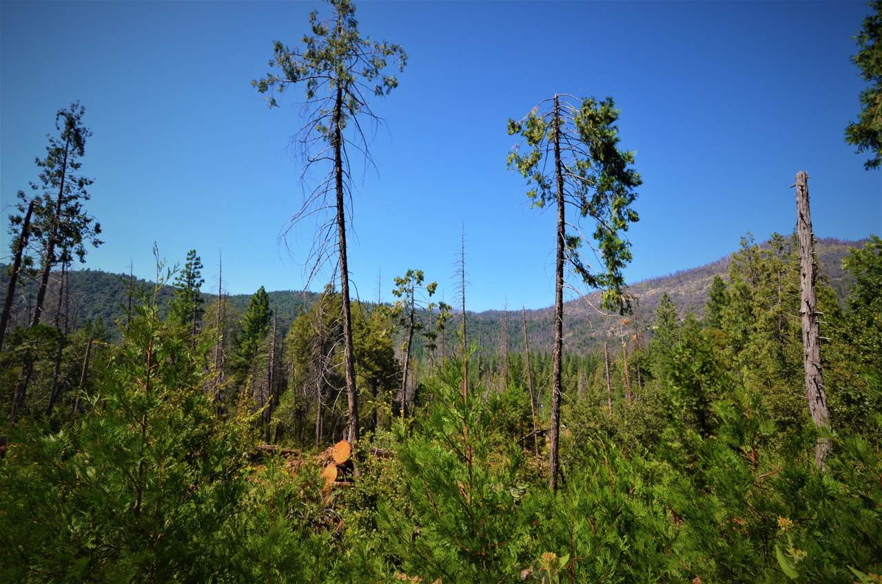 0 Manzanita Drive - Photo 1