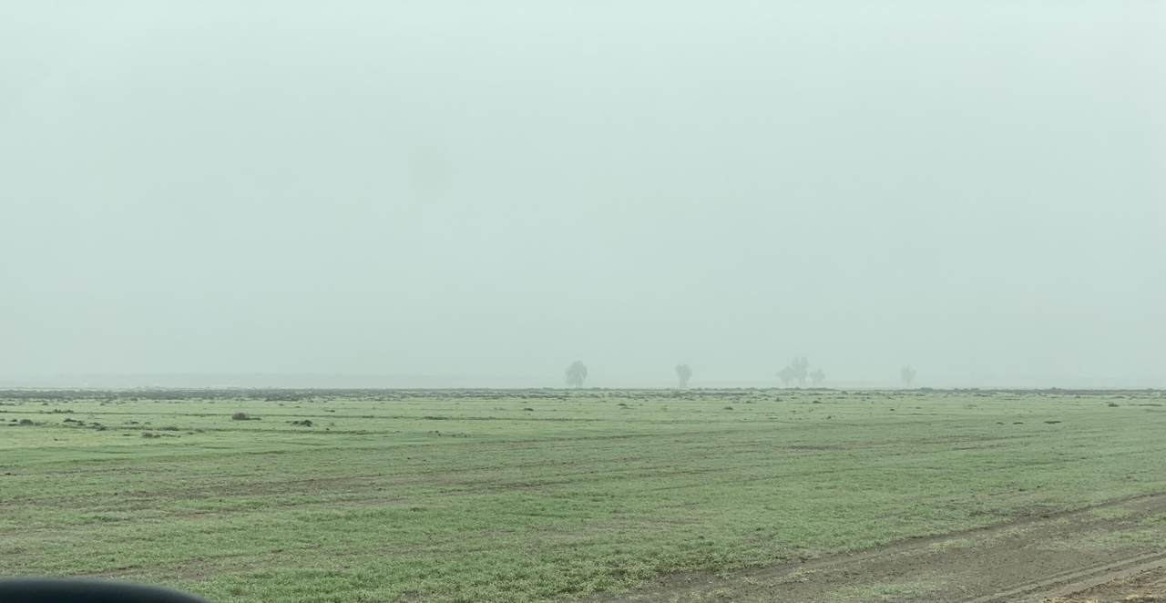 Elder - Photo 1