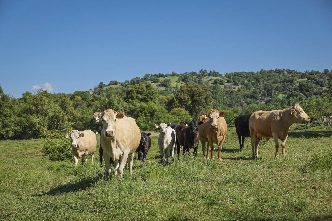  Drive Creek Drive - Photo 1