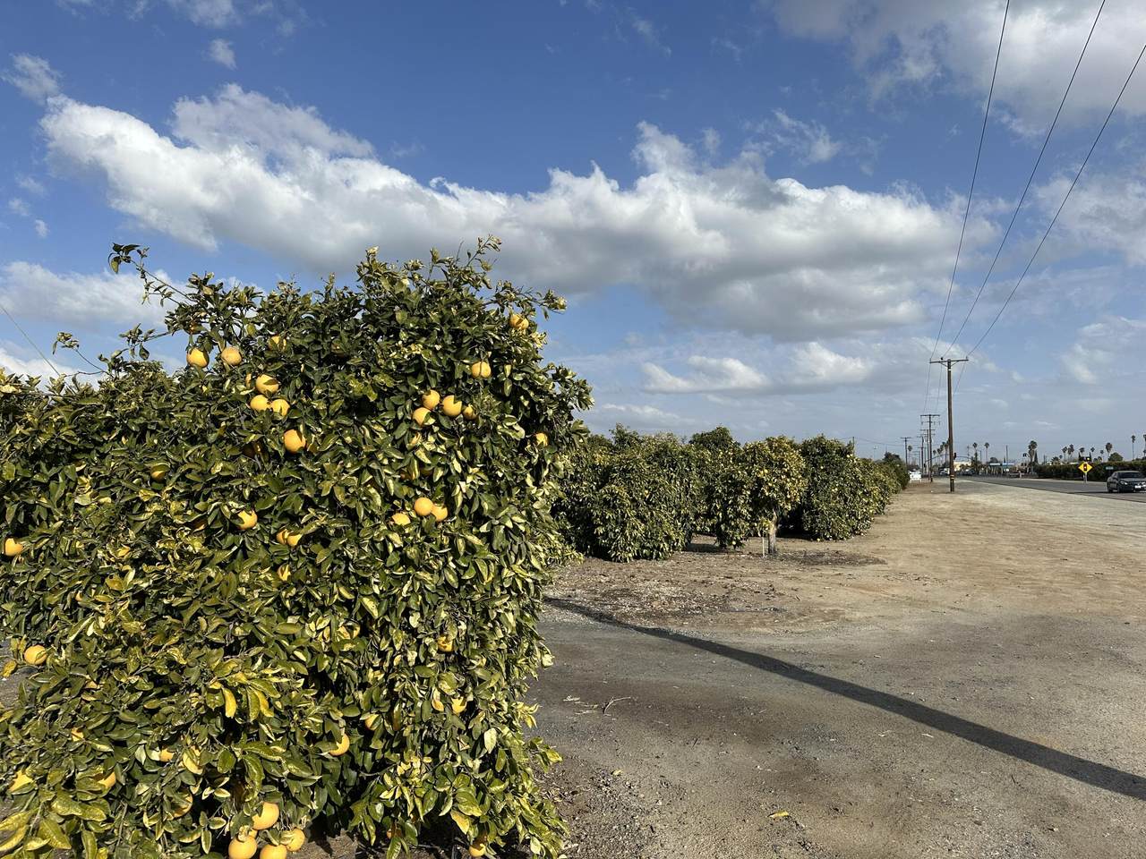 Highway 65 Highway 65 Citrus Ranch - Photo 1