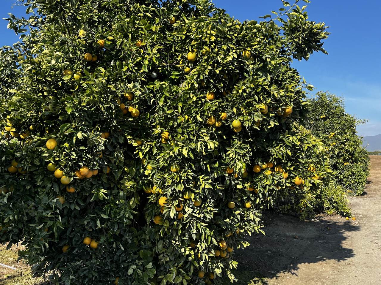  Cajon Avenue - Photo 1