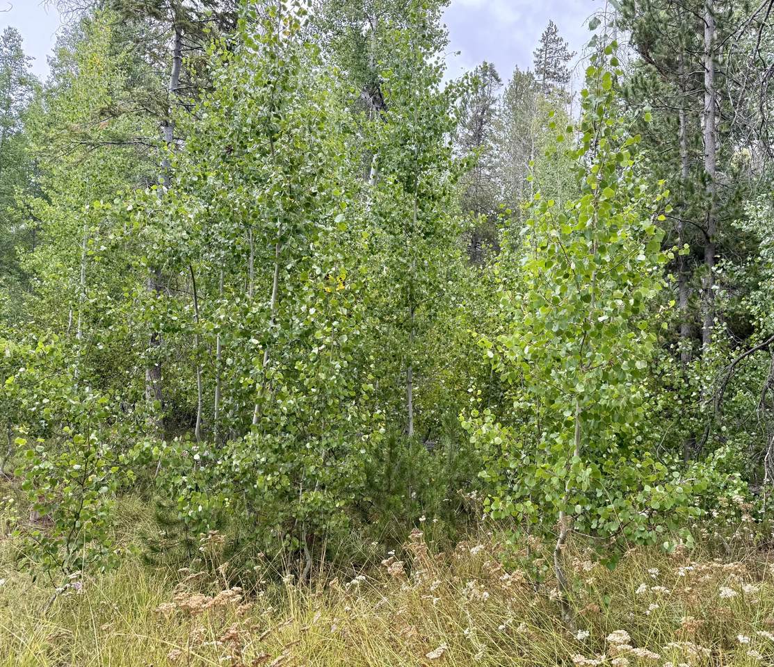 https://bt-photos.global.ssl.fastly.net/tulare/1280_boomver_1_241971-2.jpg