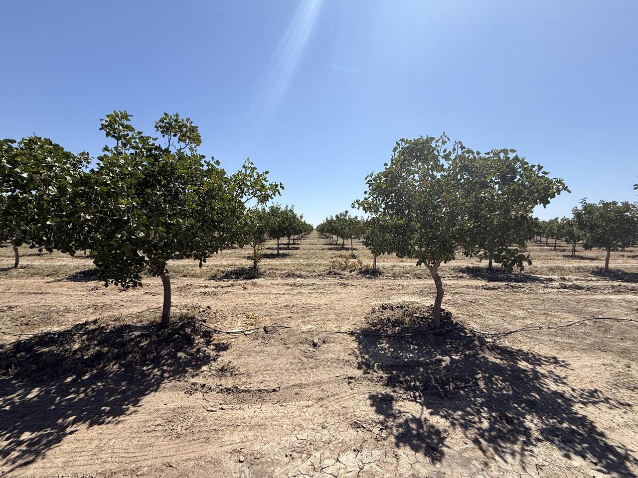 https://bt-photos.global.ssl.fastly.net/tulare/1280_boomver_1_242692-2.jpg