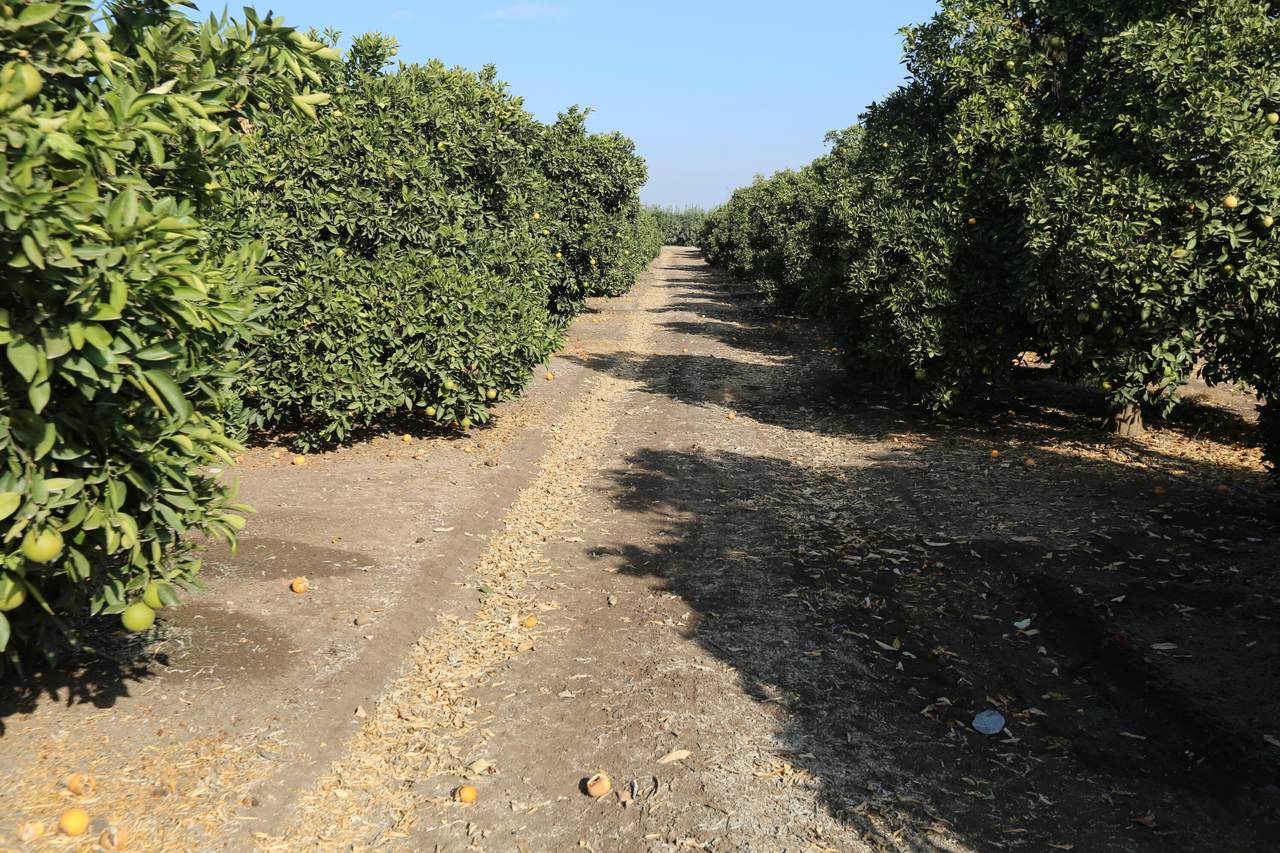 Avenue 204 - Photo 1