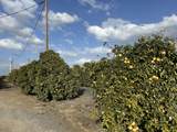 Highway 65 Highway 65 Citrus Ranch - Photo 3