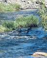 00 Kaweah River Drive - Photo 11