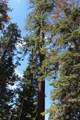 57910 Peppermint Drive - Photo 43