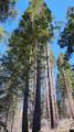 55058 Redwood Drive - Photo 13