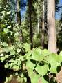 57525 Ponderosa Drive - Photo 3