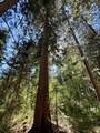57525 Ponderosa Drive - Photo 4