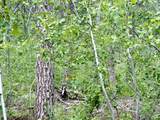 Ponderosa Drive - Photo 9