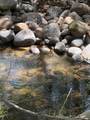 40831-#d Balch Park - Photo 7