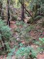 00 Old Logging Road - Photo 16