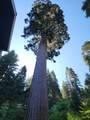 54838 Ponderosa Drive - Photo 45