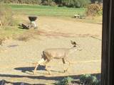 41849 Fork Drive - Photo 47