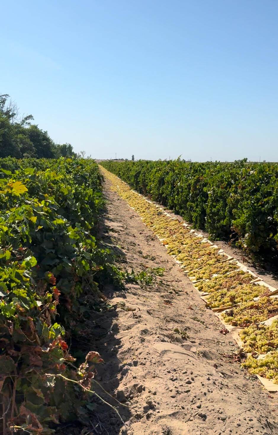  Rose Avenue Avenue - Photo 1