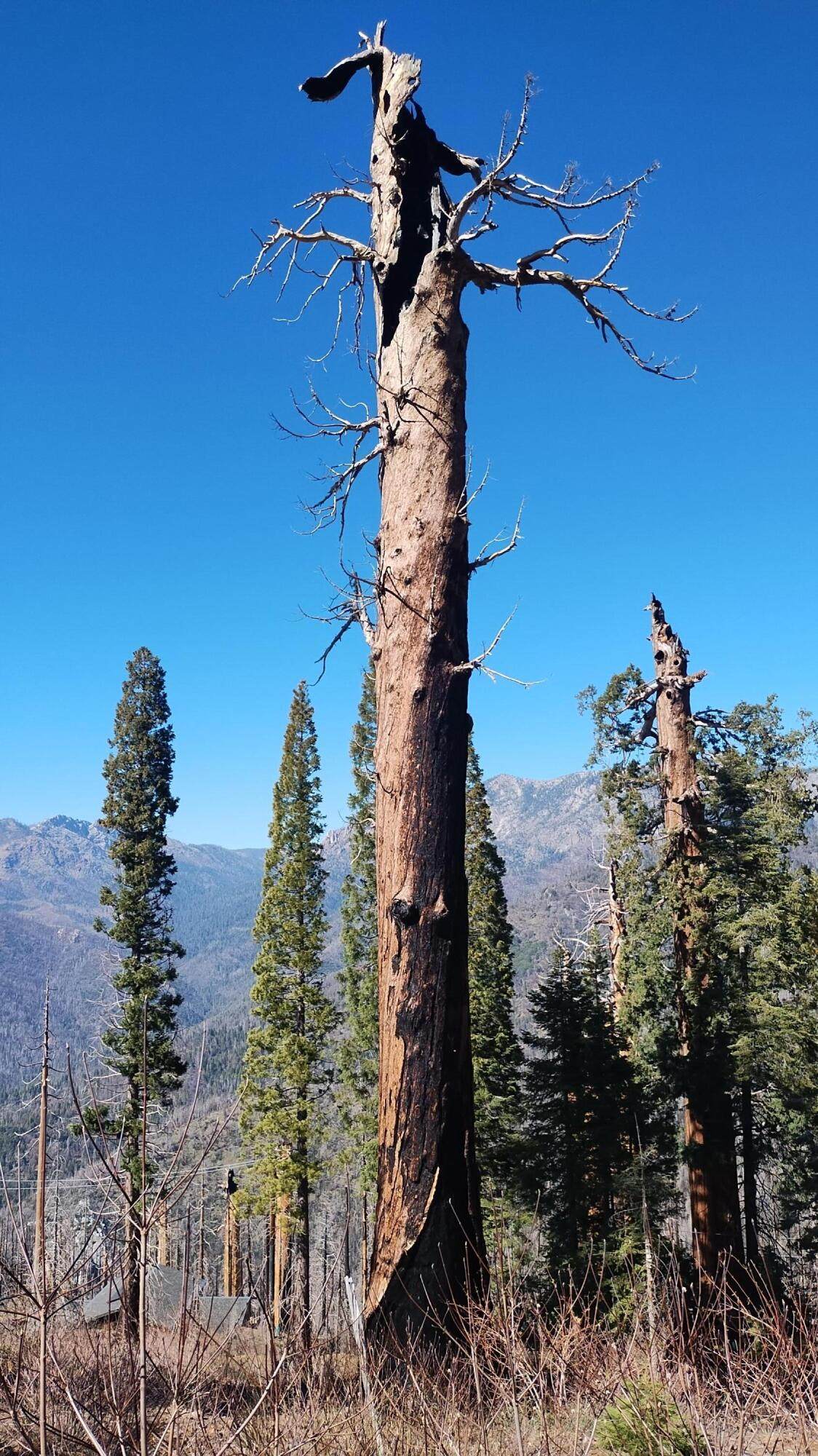 https://bt-photos.global.ssl.fastly.net/tulare/orig_boomver_1_240979-2.jpg