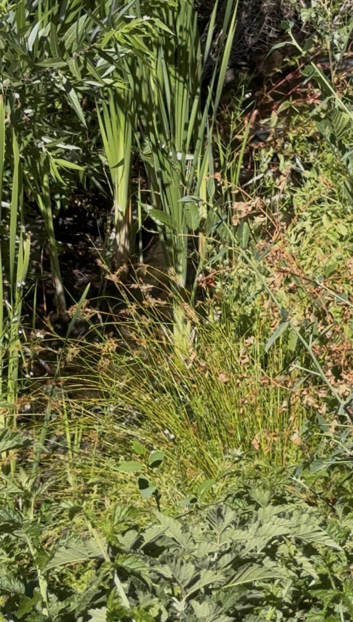https://bt-photos.global.ssl.fastly.net/tulare/orig_boomver_1_243119-2.jpg