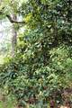 100 Peaceful Home Road - Photo 17